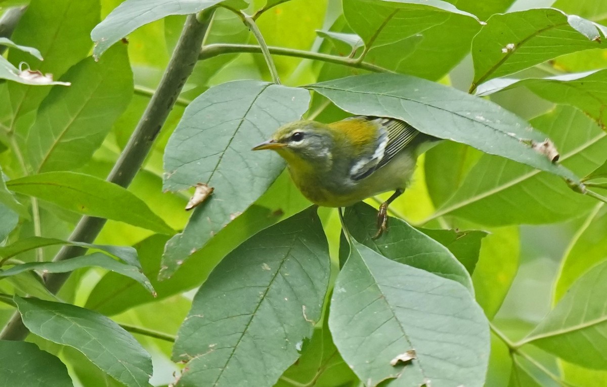 Northern Parula - ML624205525