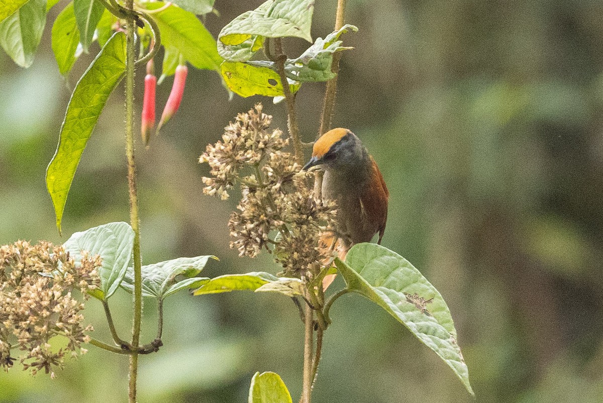Light-crowned Spinetail - ML624205526