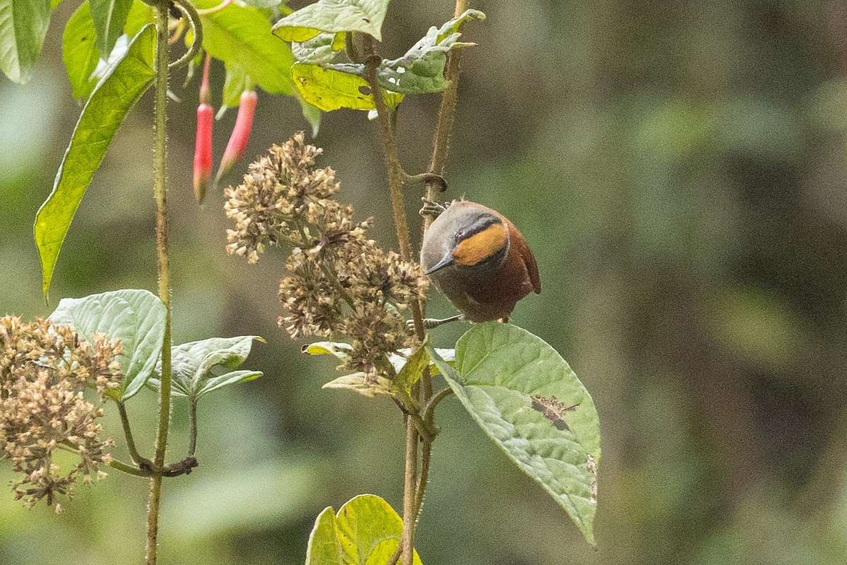Light-crowned Spinetail - ML624205527