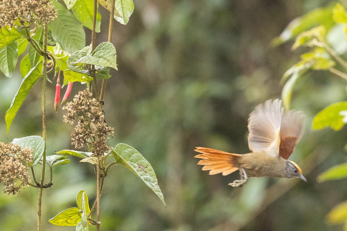 Light-crowned Spinetail - ML624205528