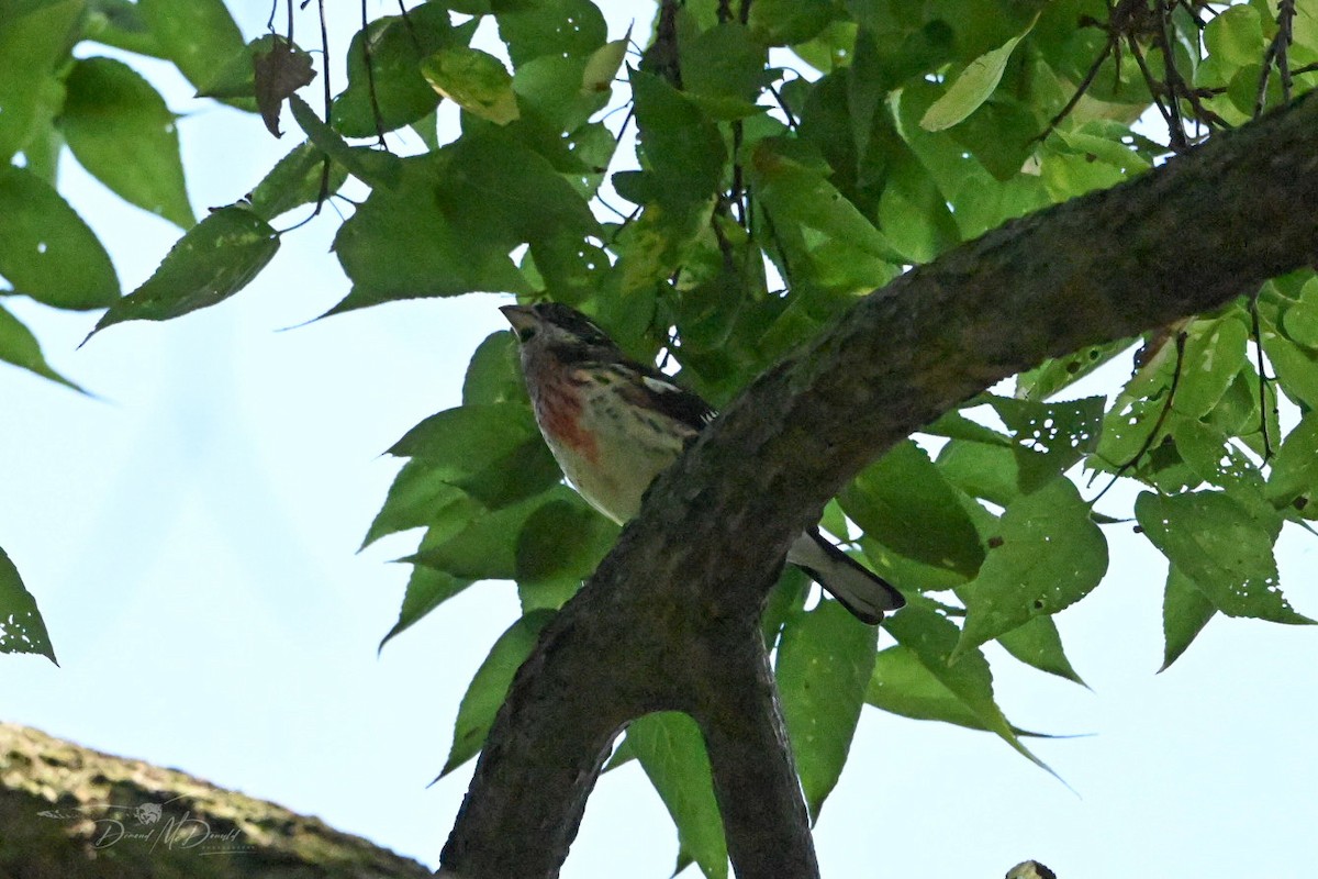 Rose-breasted Grosbeak - ML624205533