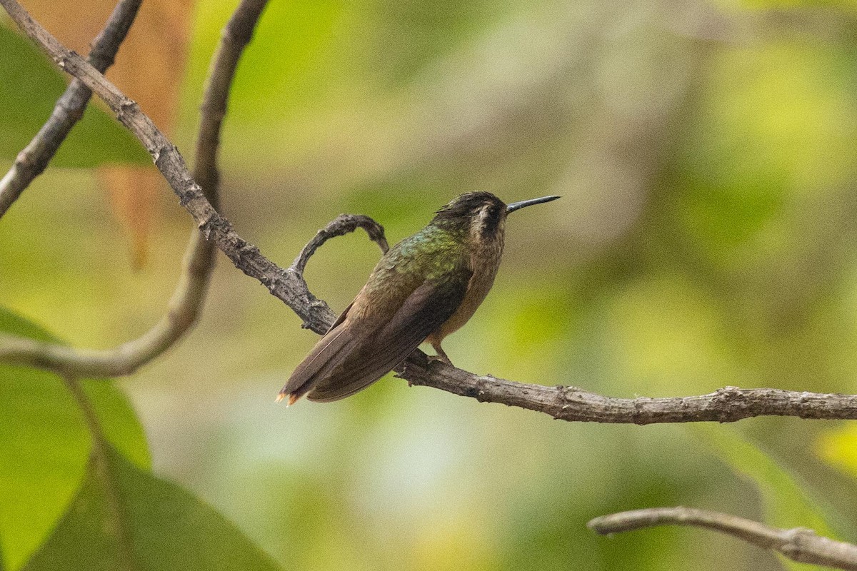 Speckled Hummingbird - ML624205540