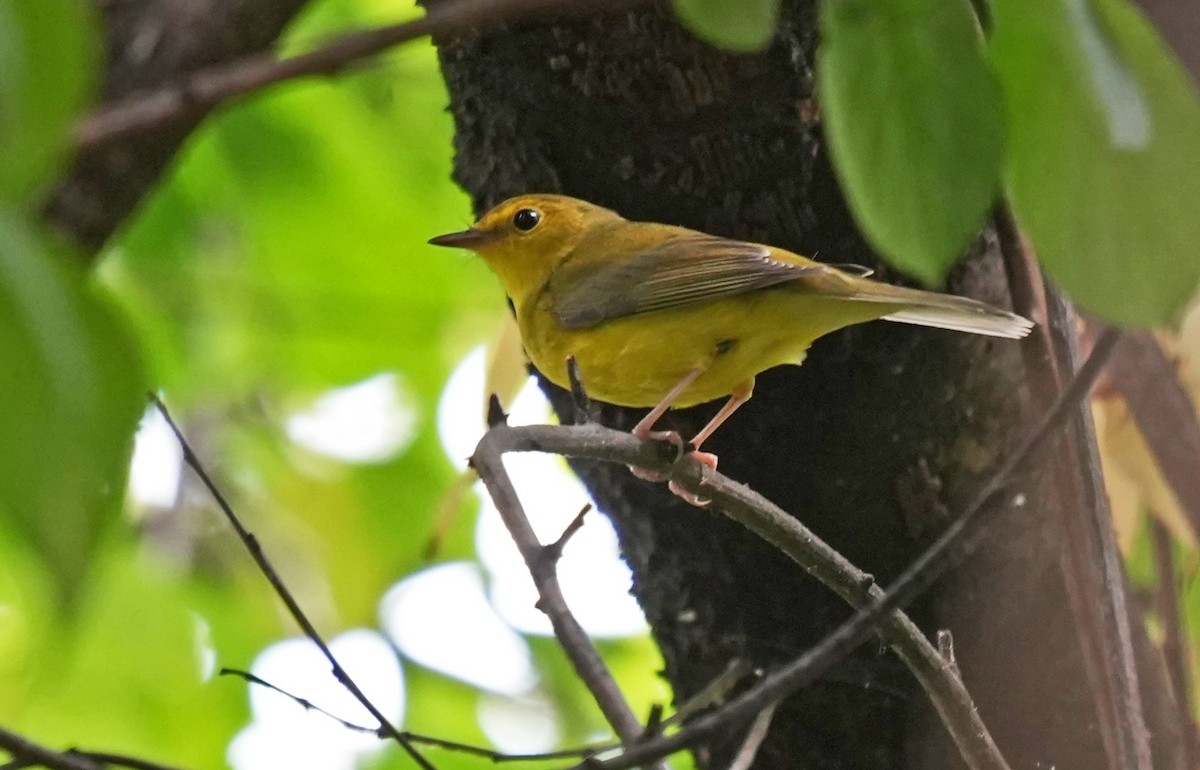 Hooded Warbler - ML624205543