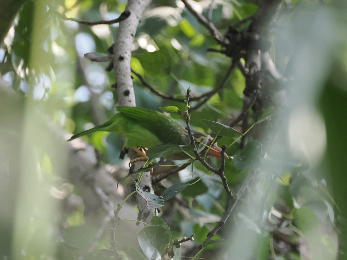 Braunkopf-Bartvogel - ML624205548