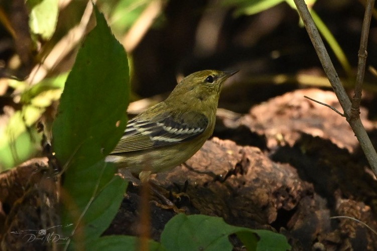 Blackpoll Warbler - ML624205549