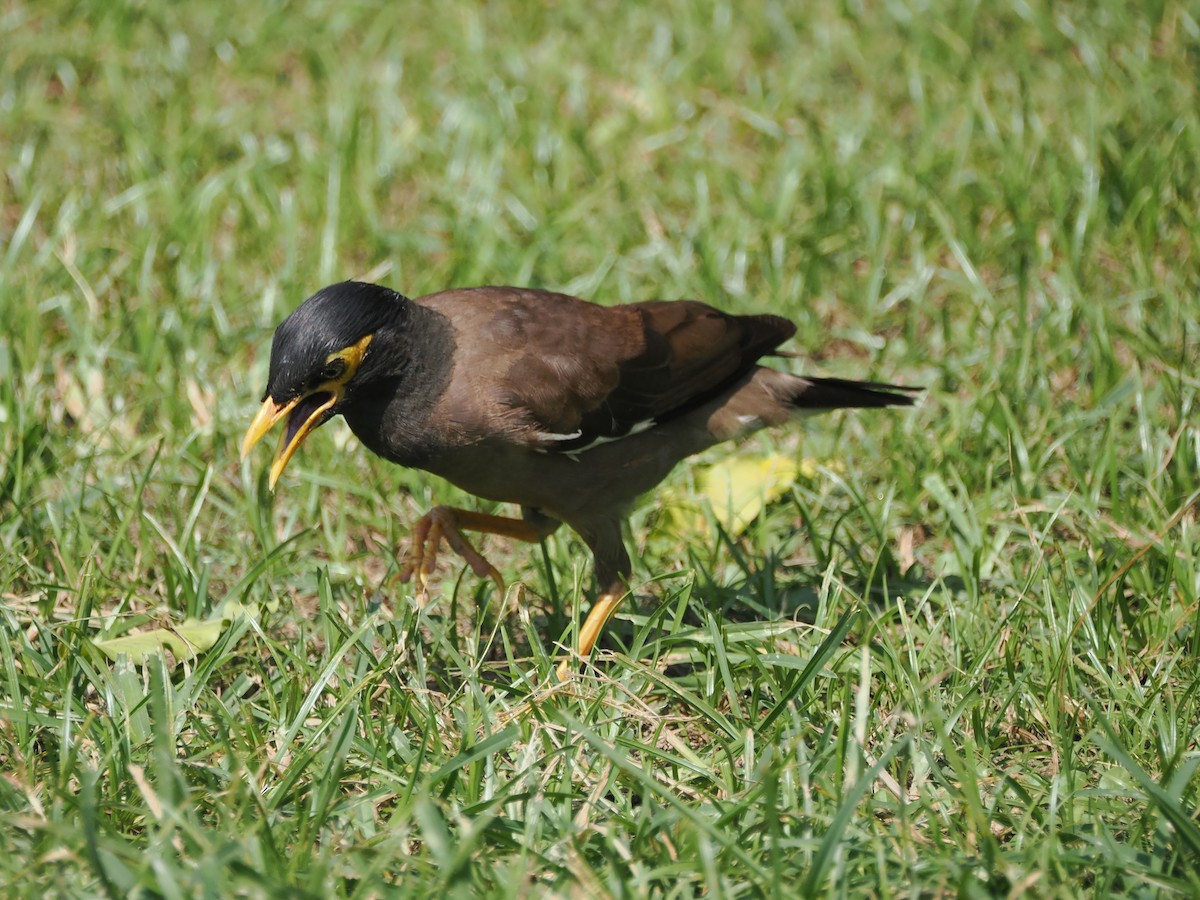 Common Myna - ML624205552