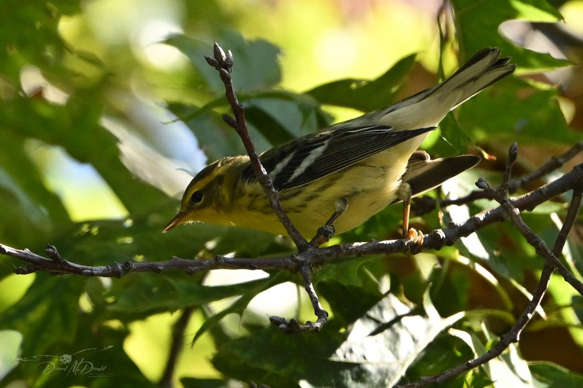 Blackburnian Warbler - ML624205553