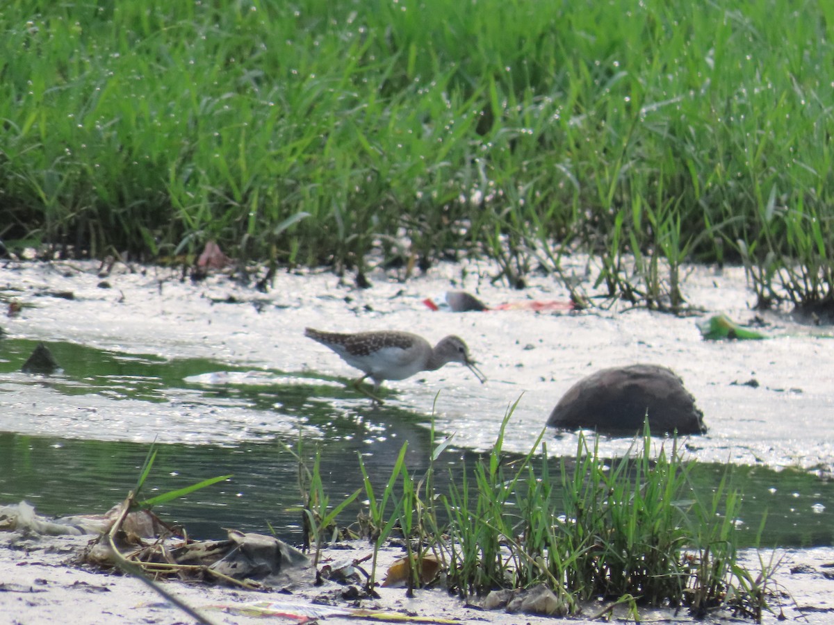 Wood Sandpiper - ML624205555