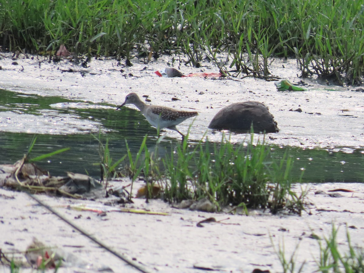 Wood Sandpiper - ML624205556