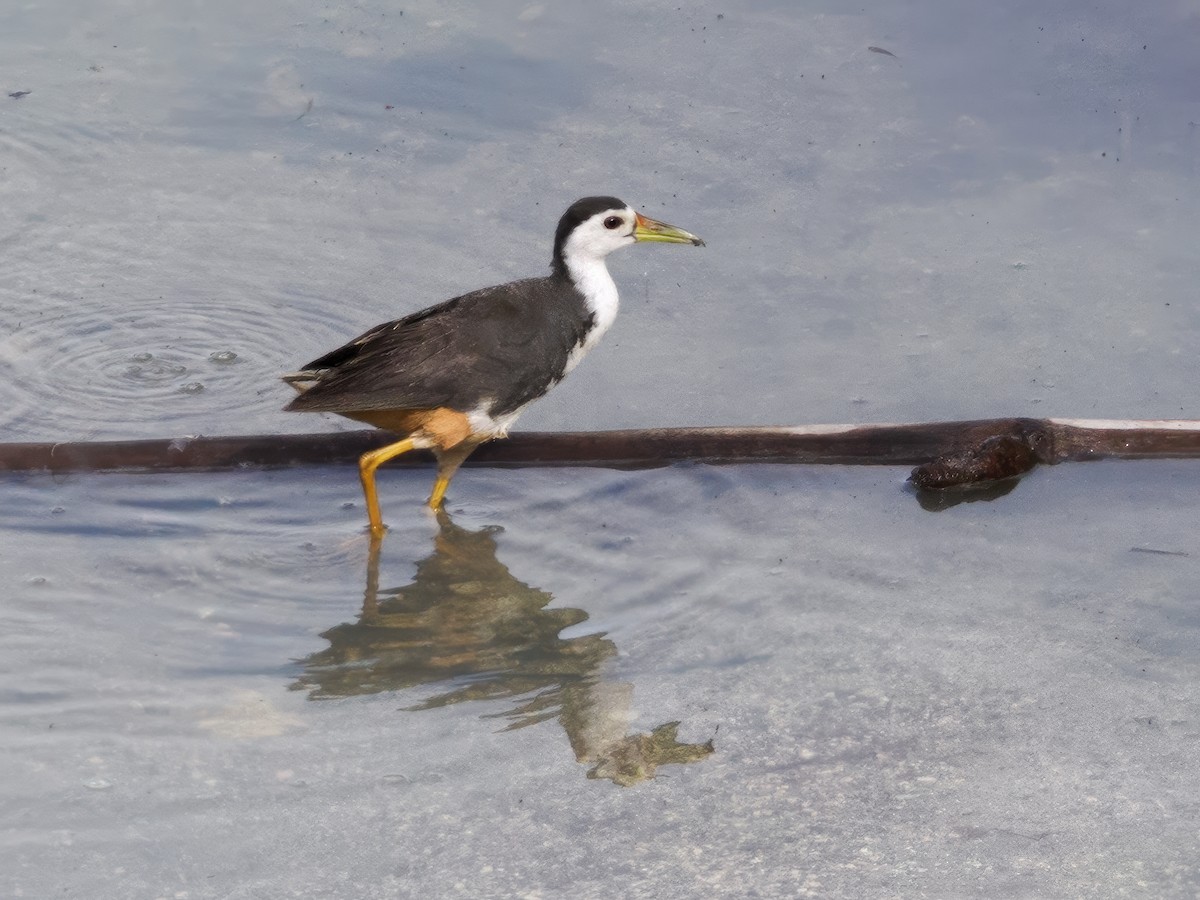 White-breasted Waterhen - ML624205558