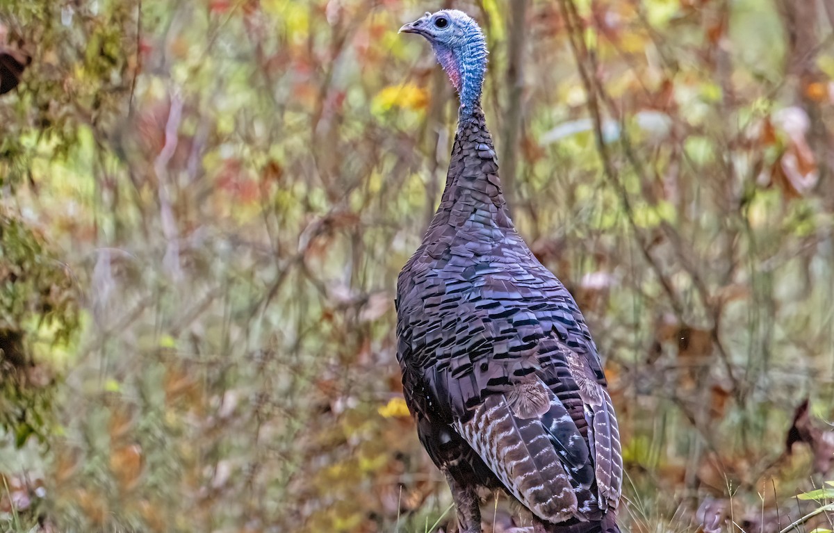 Wild Turkey - ML624205560