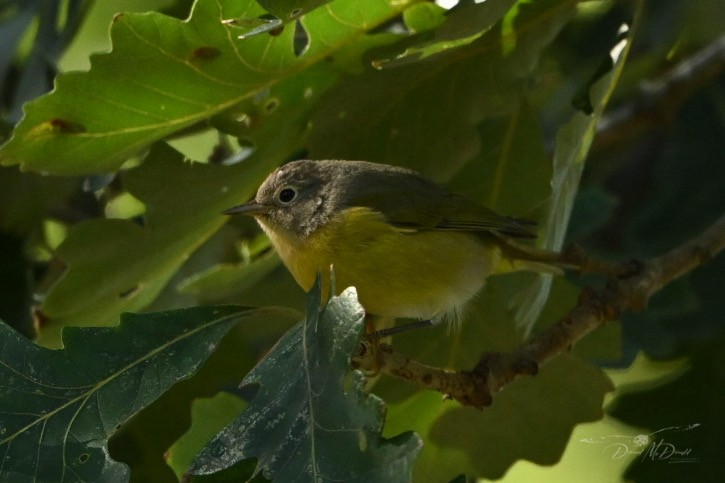 Nashville Warbler - ML624205563