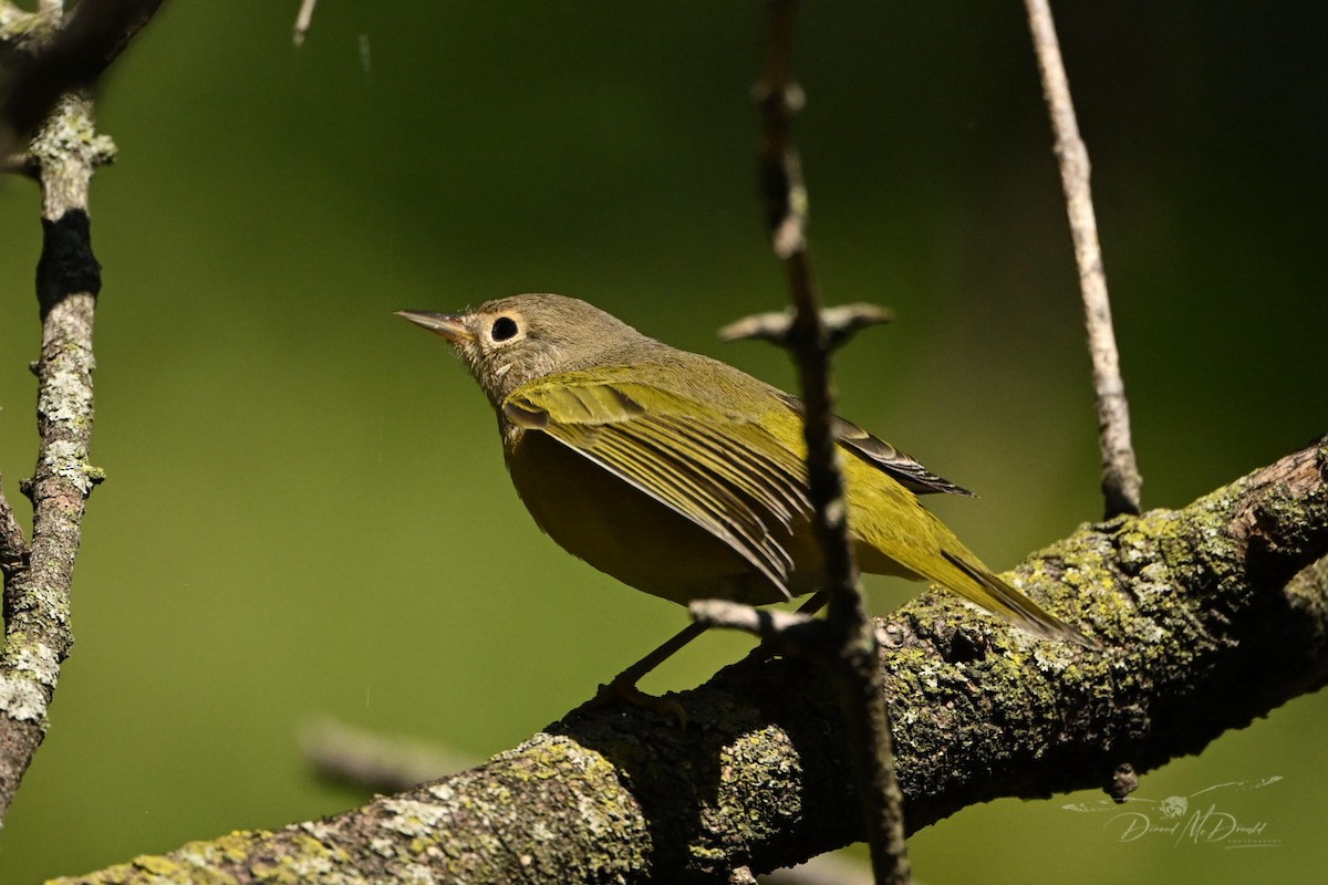 Nashville Warbler - ML624205564