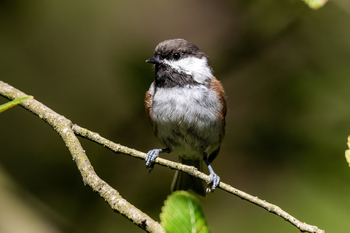 Chestnut-backed Chickadee - ML624205569