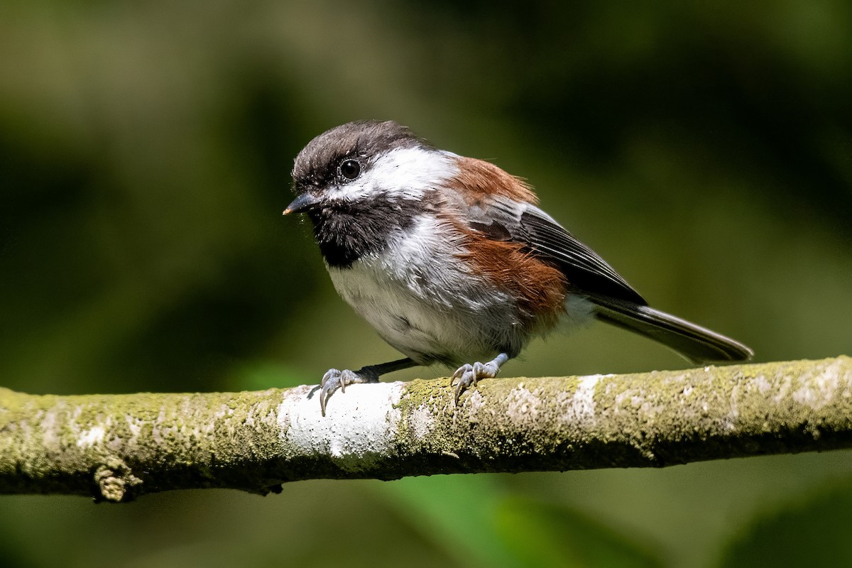 Chestnut-backed Chickadee - ML624205570