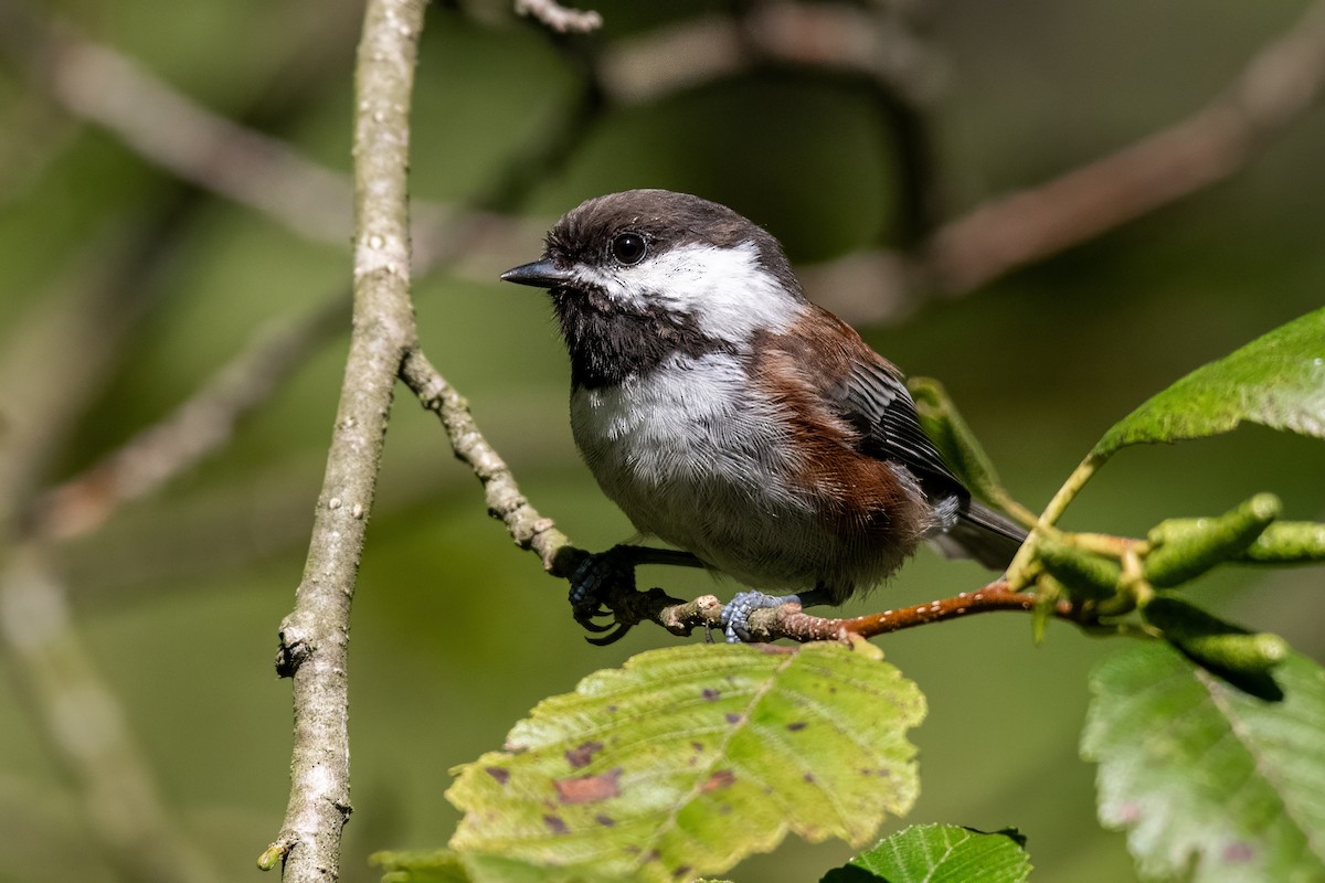 Chestnut-backed Chickadee - ML624205571