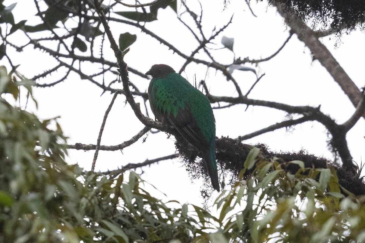 Golden-headed Quetzal - ML624205573