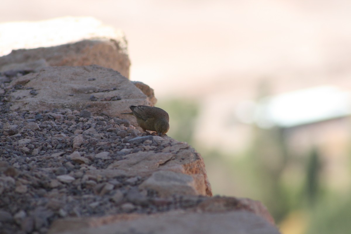 Greenish Yellow-Finch - ML624205576