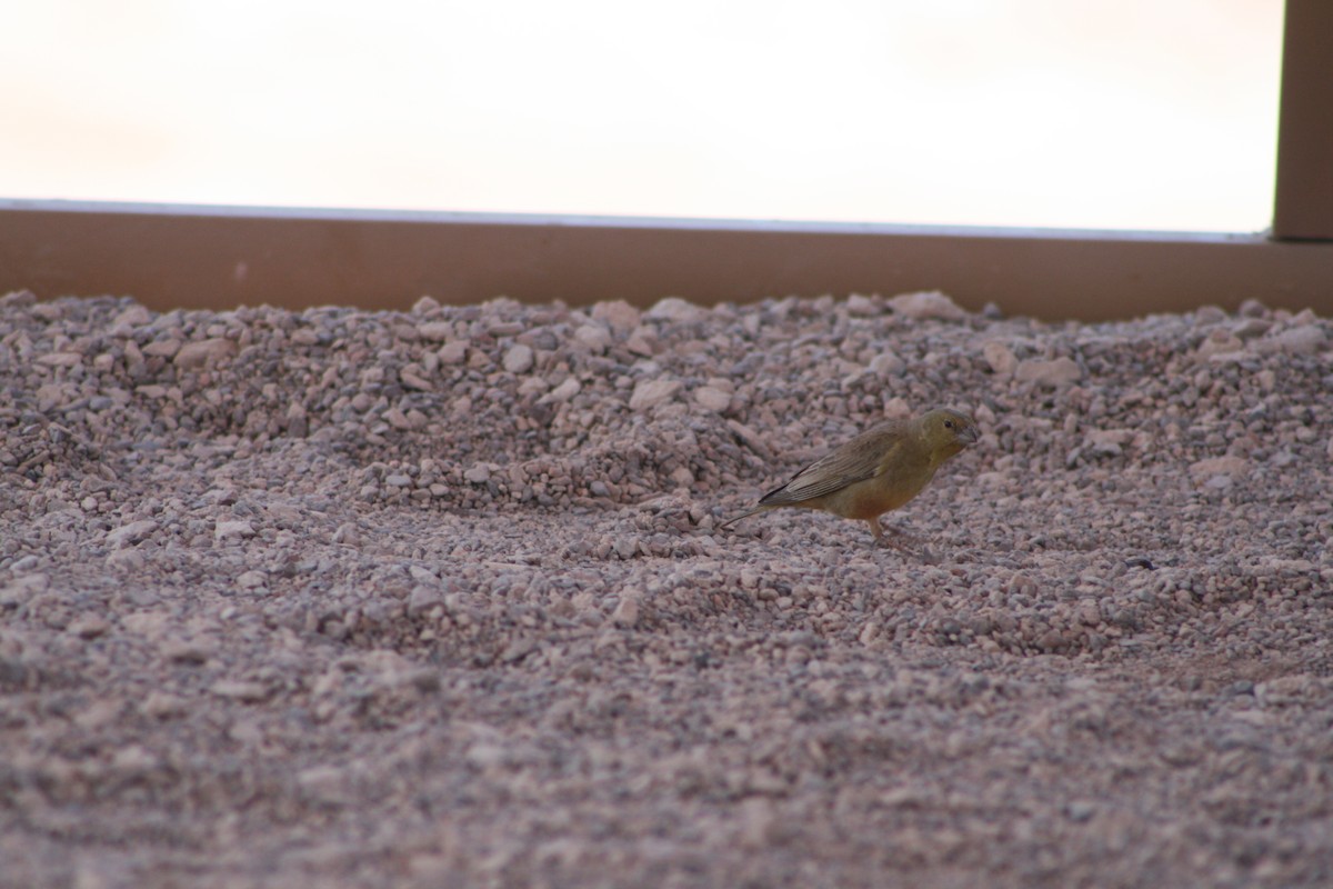 Greenish Yellow-Finch - ML624205577