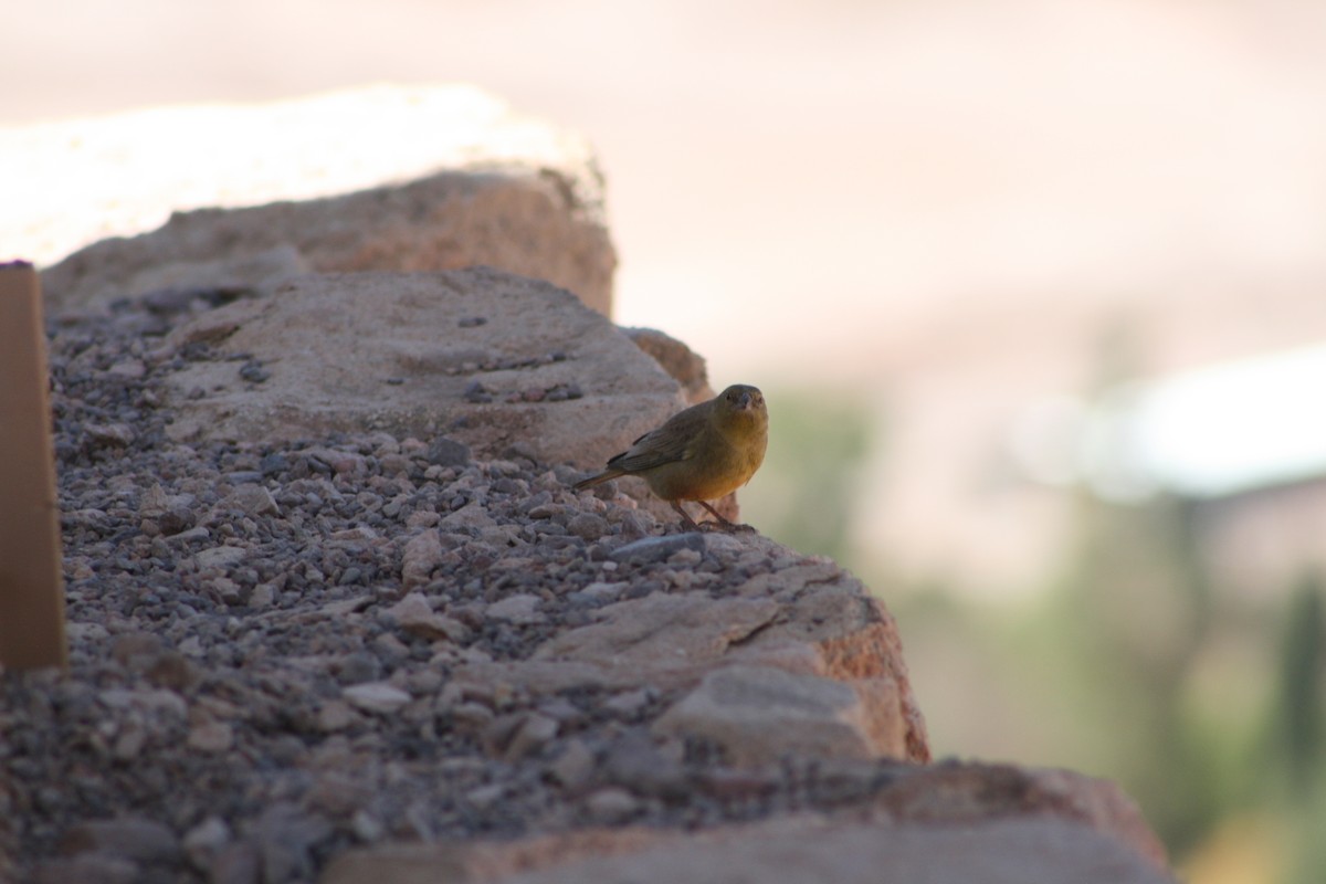 Greenish Yellow-Finch - ML624205578