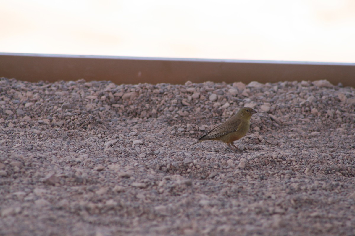 Greenish Yellow-Finch - ML624205579