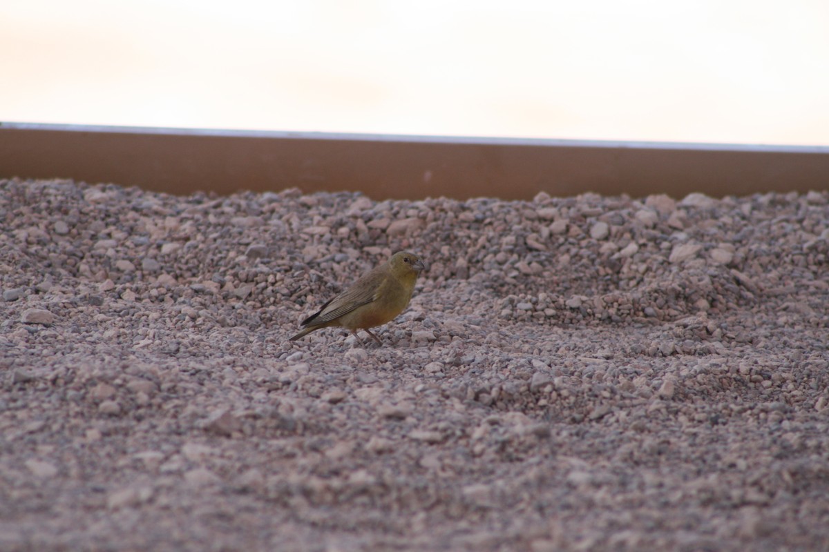 Greenish Yellow-Finch - ML624205580