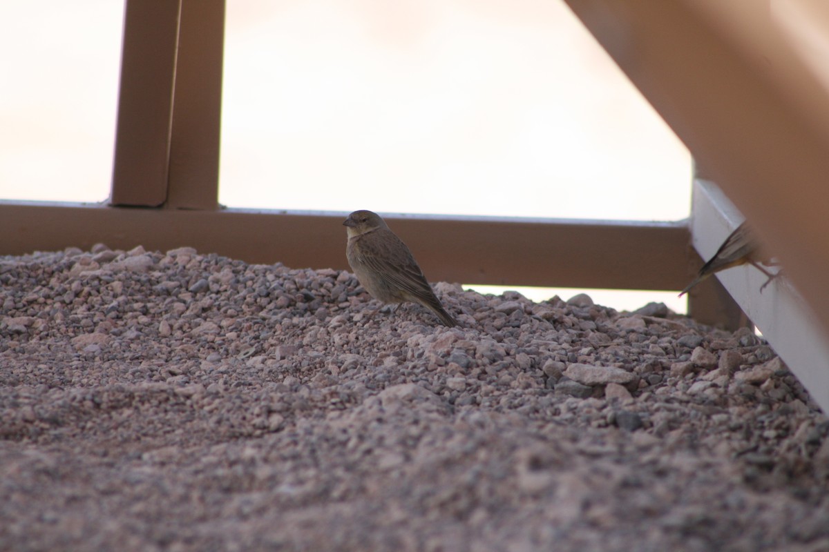 Greenish Yellow-Finch - ML624205581