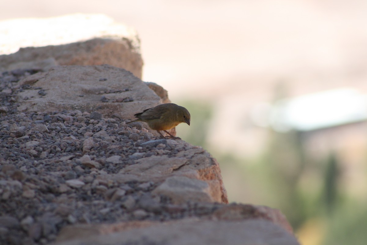 Greenish Yellow-Finch - ML624205582