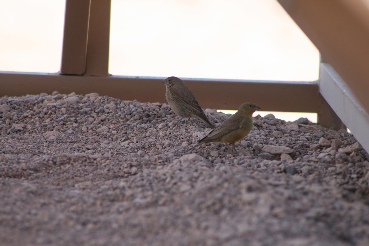 Greenish Yellow-Finch - ML624205583