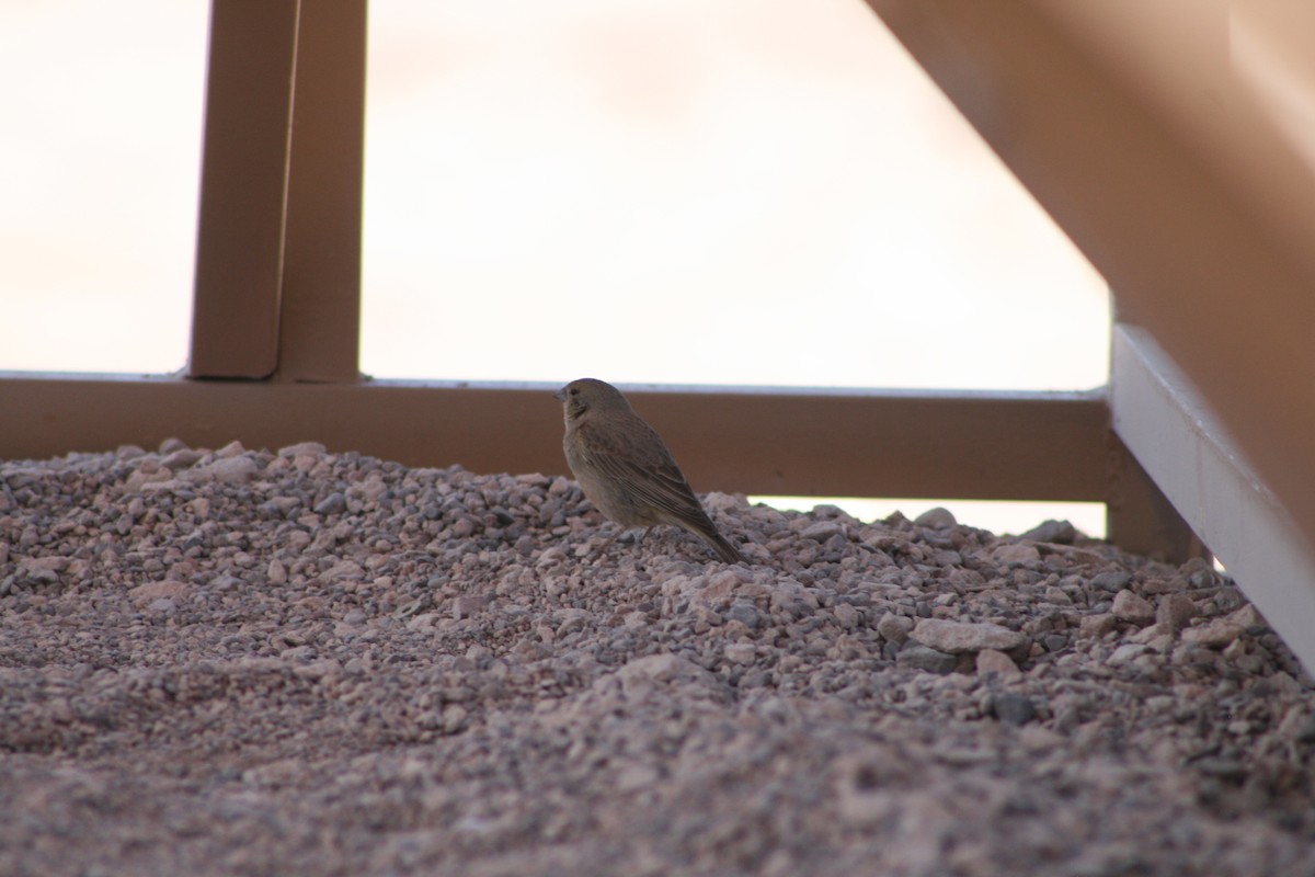 Greenish Yellow-Finch - ML624205584