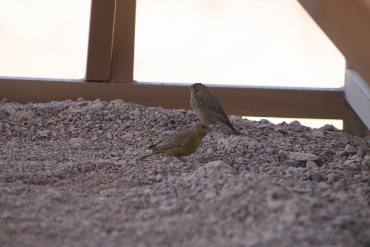 Greenish Yellow-Finch - ML624205585