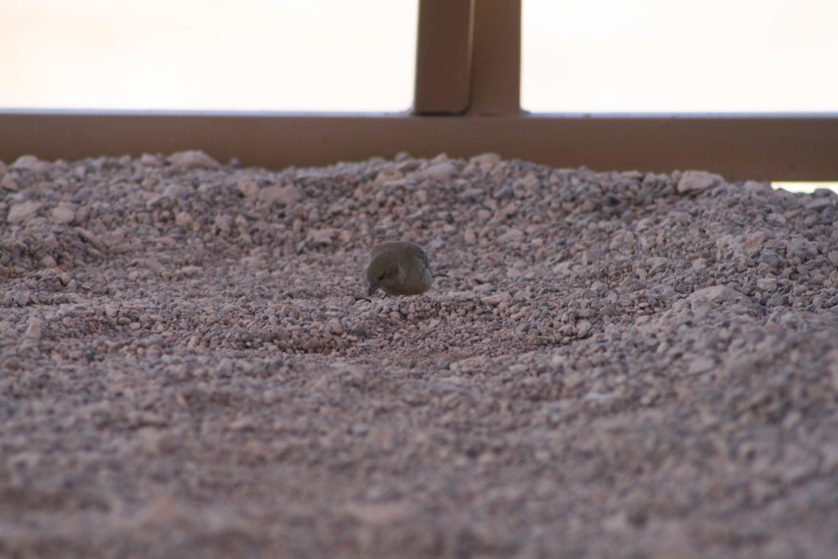 Greenish Yellow-Finch - ML624205586