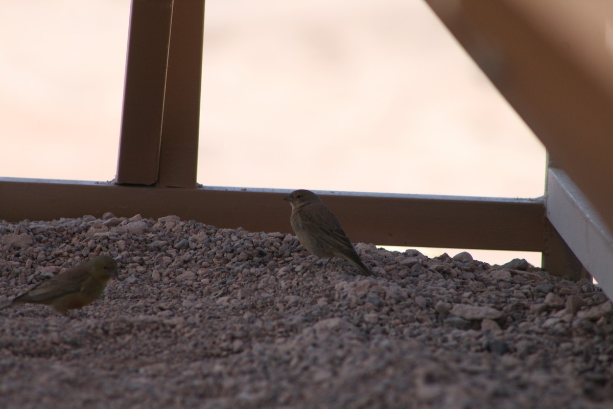 Greenish Yellow-Finch - ML624205587
