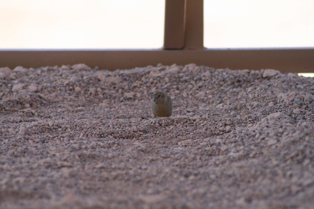 Greenish Yellow-Finch - ML624205589