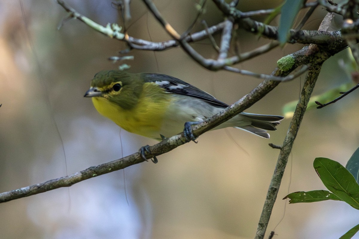 Vireo Gorjiamarillo - ML624205601