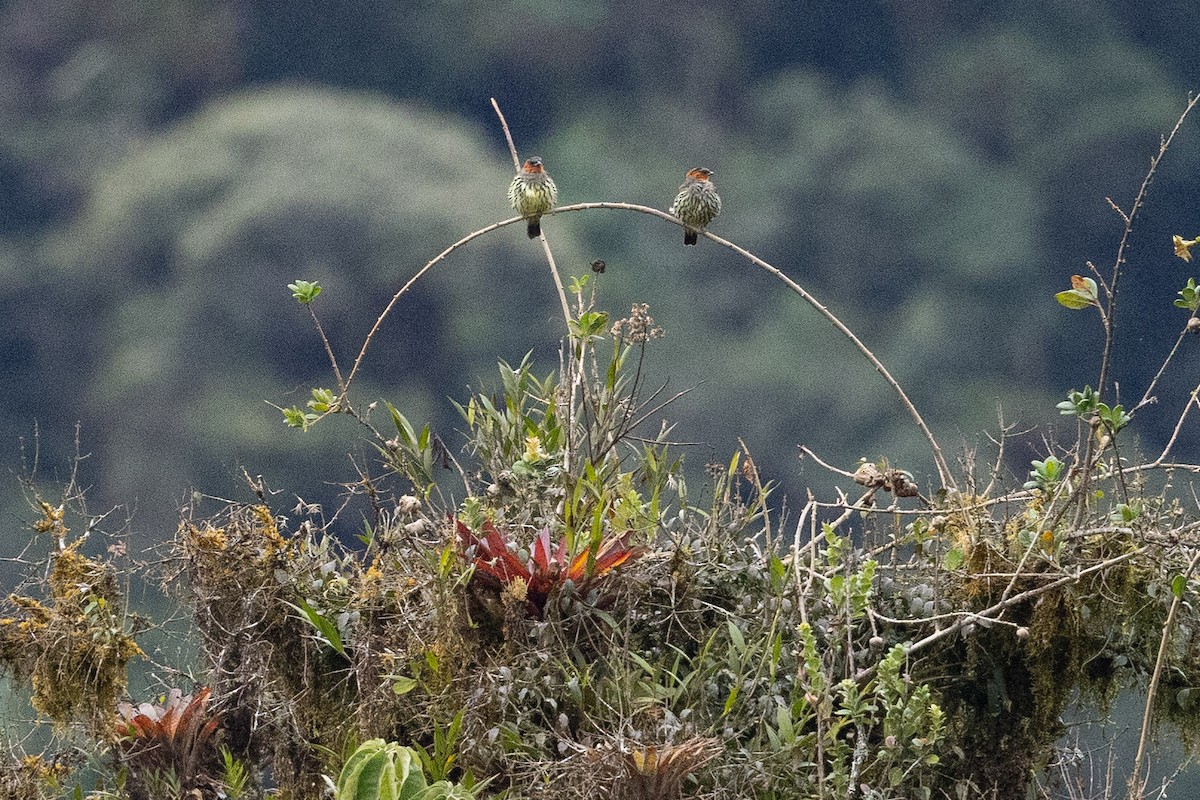 Chestnut-crested Cotinga - ML624205621