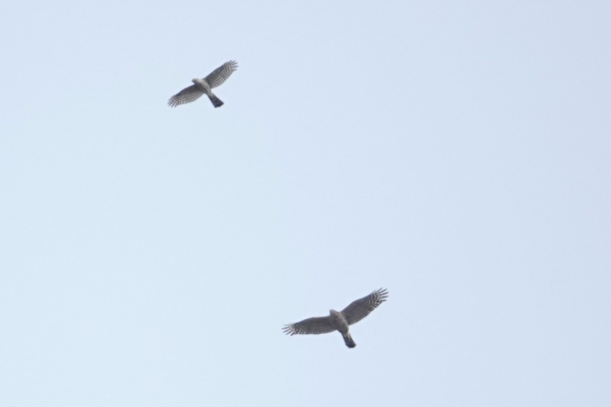 Sharp-shinned Hawk - ML624205655