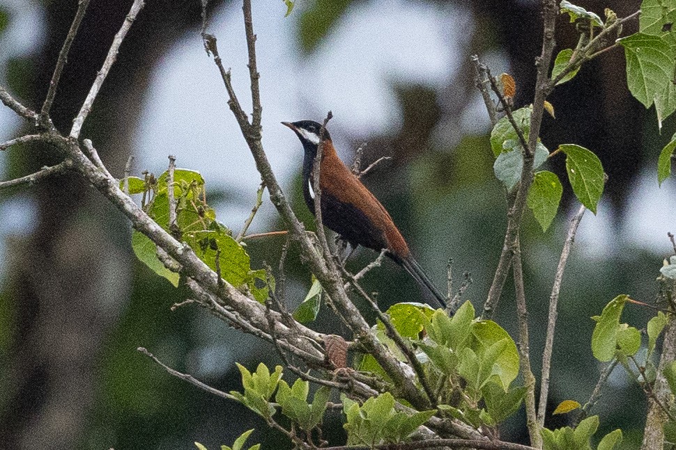 White-eared Solitaire - ML624205660
