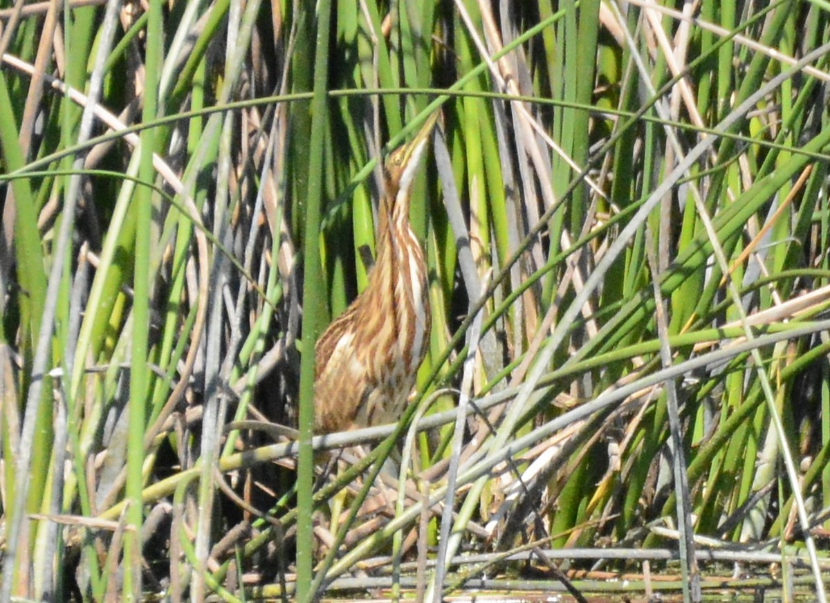 American Bittern - ML624205693