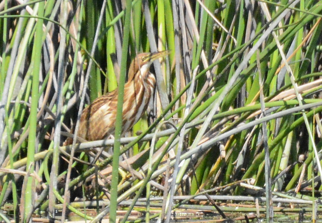 American Bittern - ML624205698