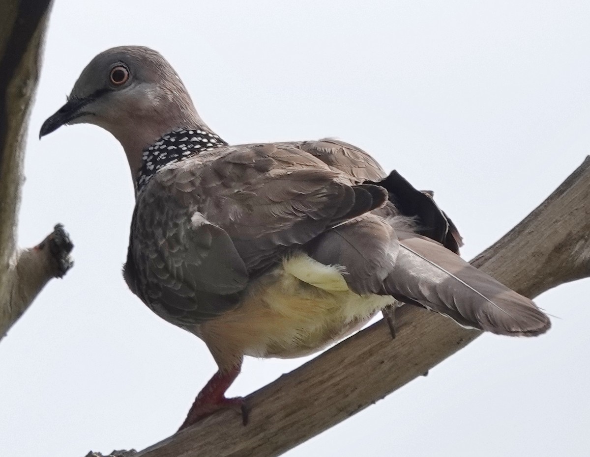 Spotted Dove - ML624205713