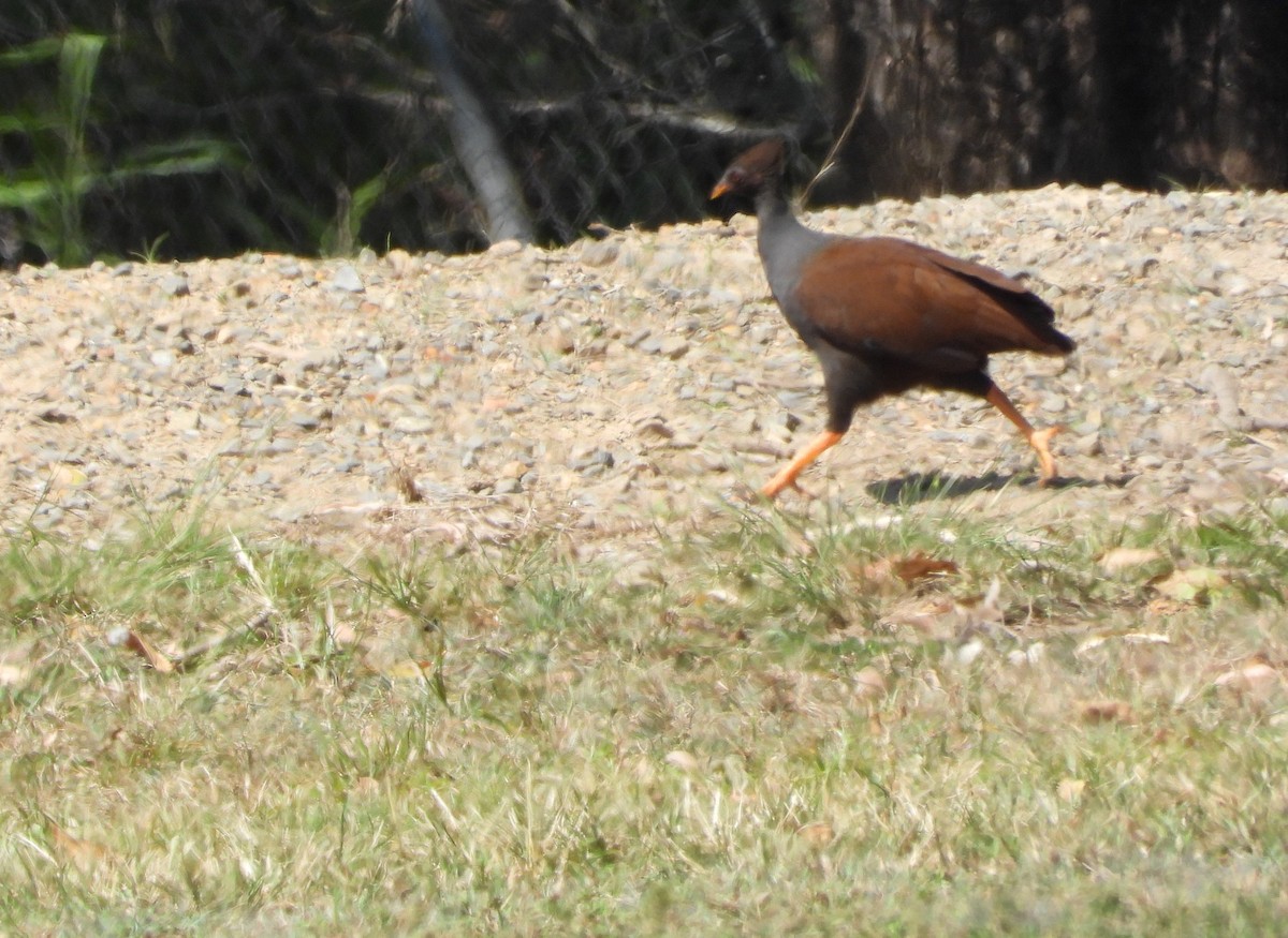 Orange-footed Megapode - ML624205718