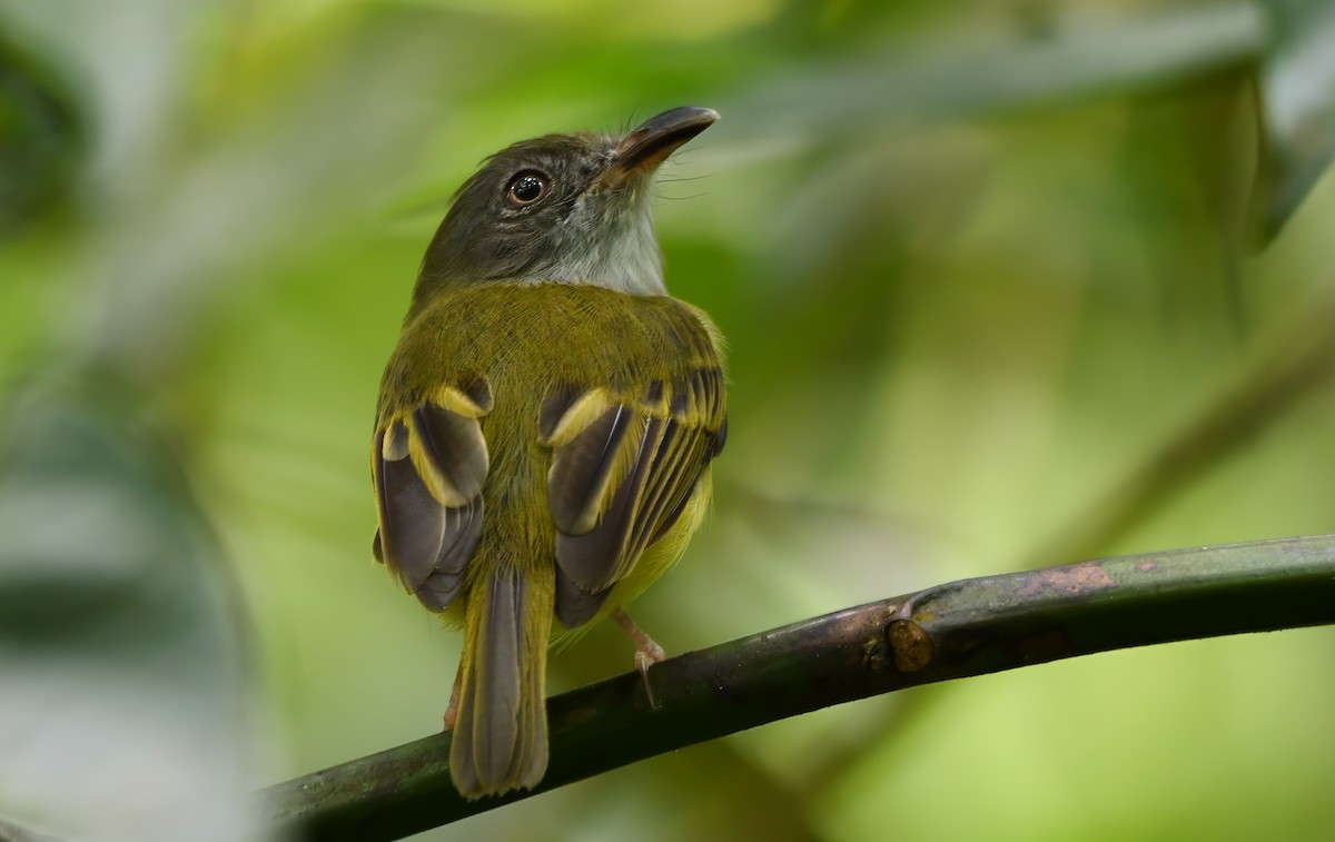 Northern Bentbill - ML624205725