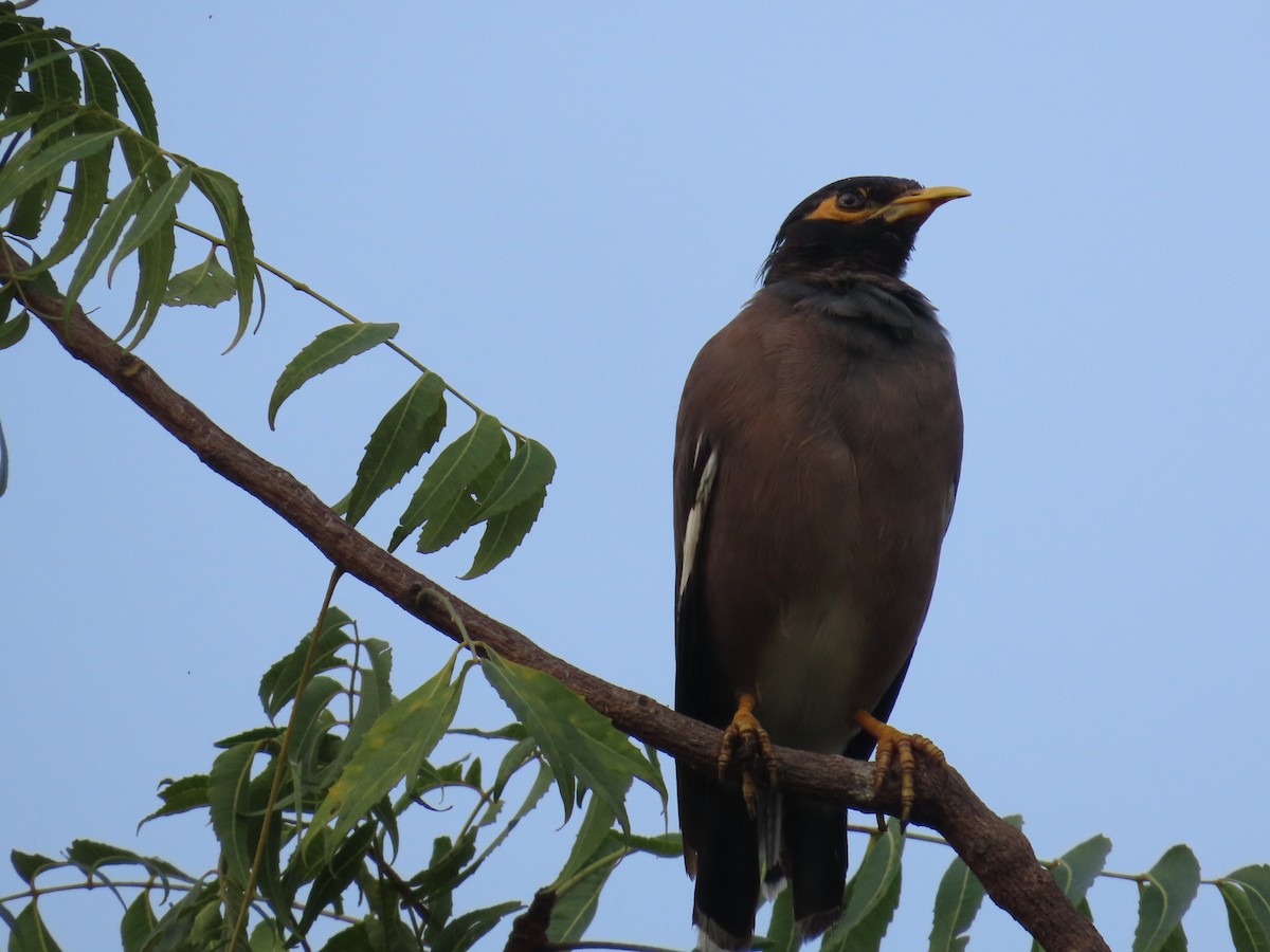 Common Myna - ML624205730