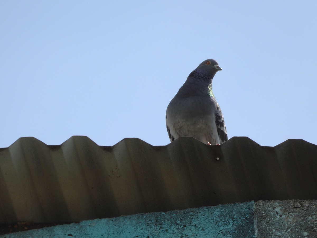 Rock Pigeon (Feral Pigeon) - ML624205733