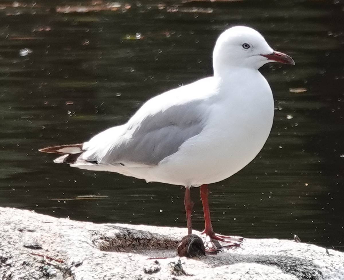 Silver Gull (Silver) - ML624205742