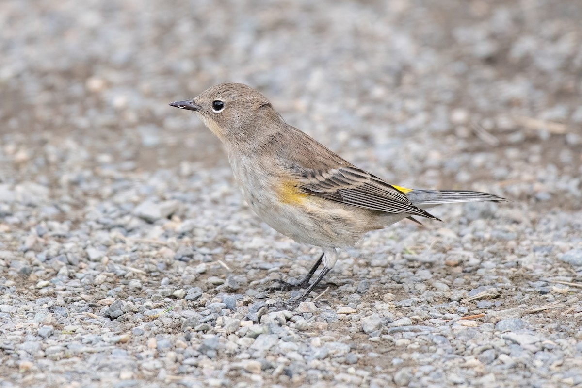 Yellow-rumped Warbler (Audubon's) - Dominic More O’Ferrall