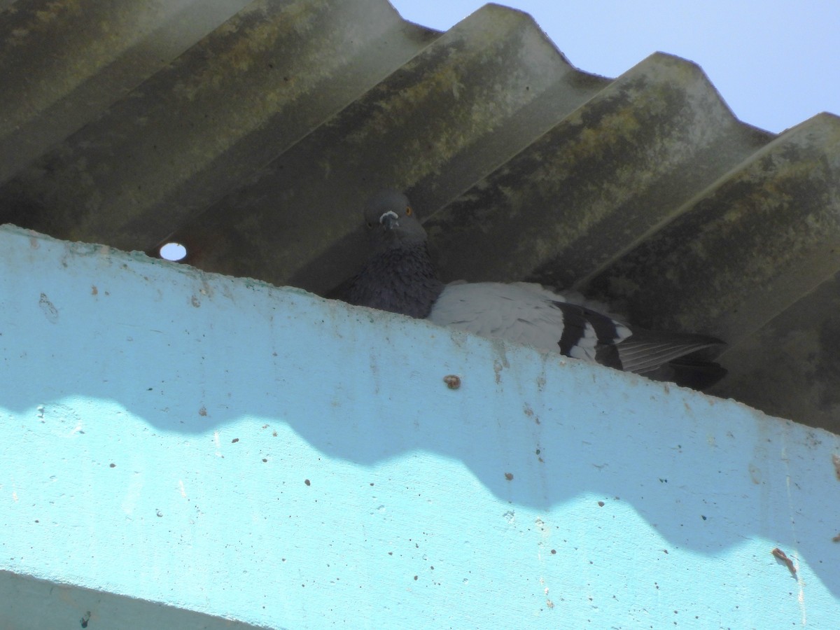 Rock Pigeon (Feral Pigeon) - ML624205752