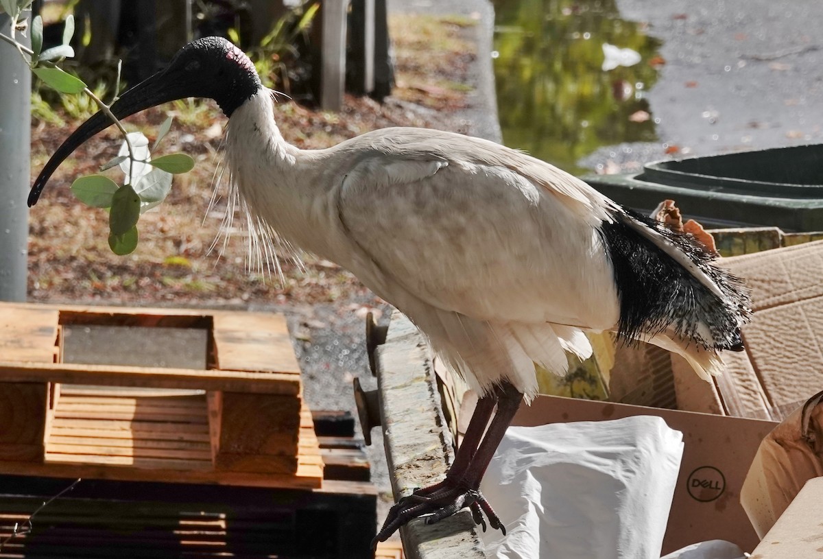 Australian Ibis - ML624205762