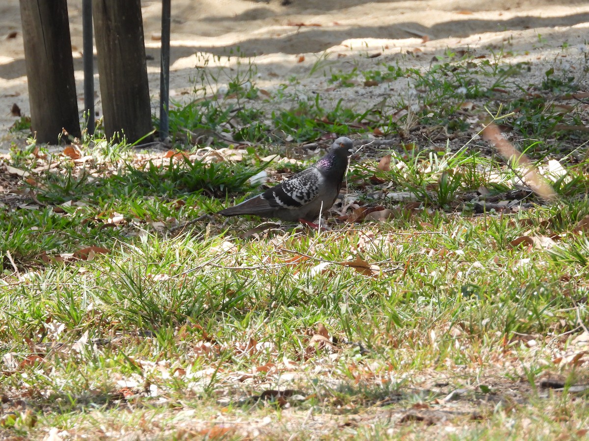 Rock Pigeon (Feral Pigeon) - ML624205766